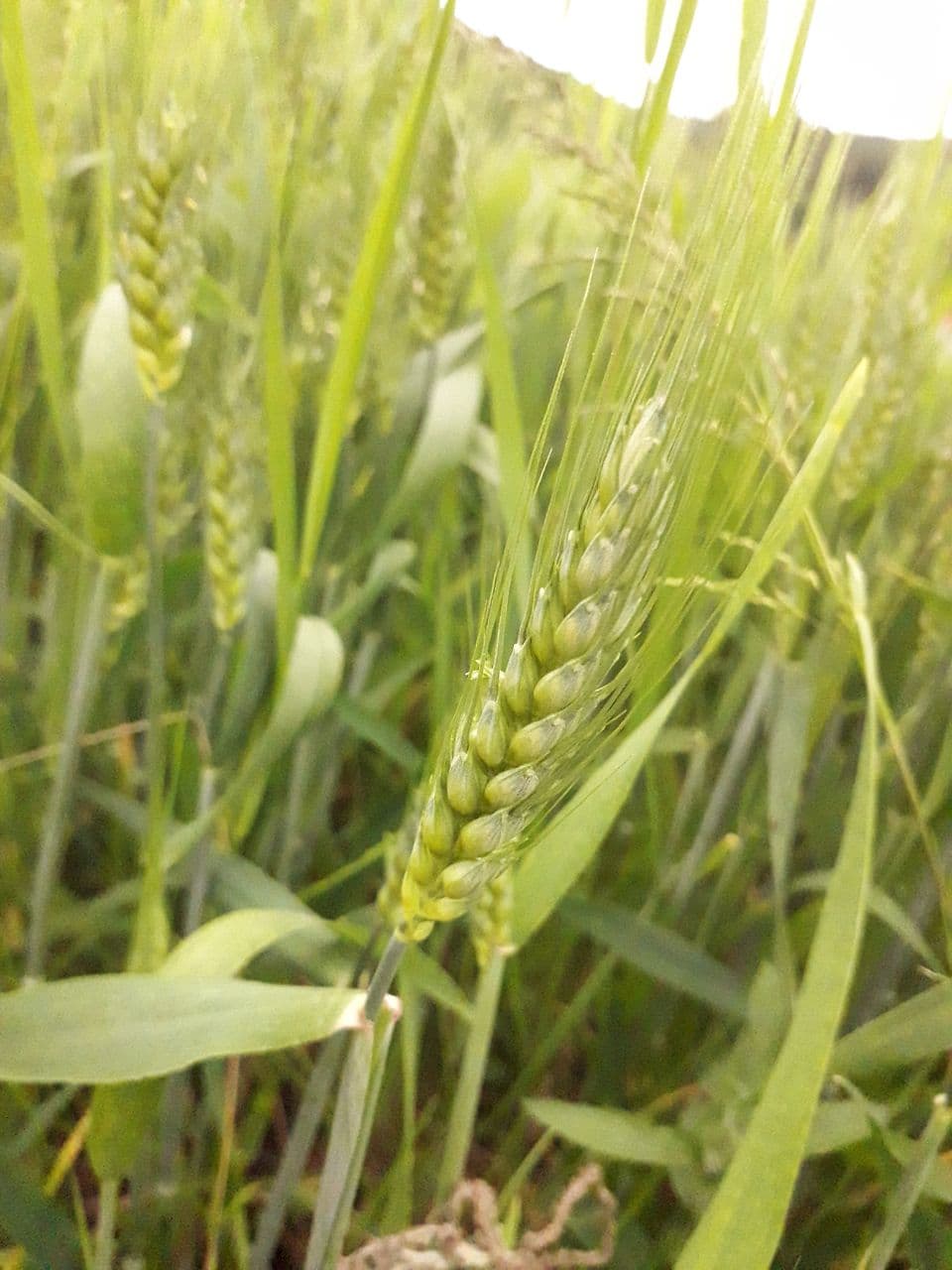 A wheat field in the village of Grashticë, Kosovo